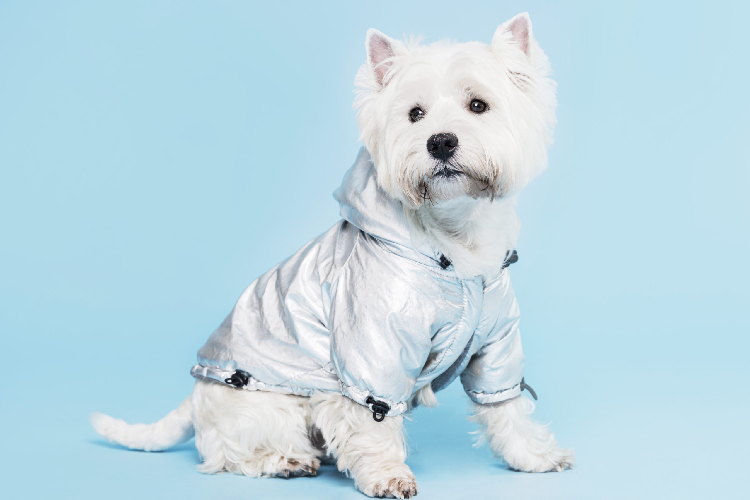 cute little dog with costume